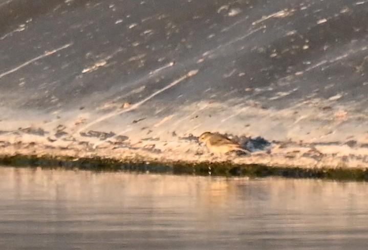 American Pipit - ML635567800