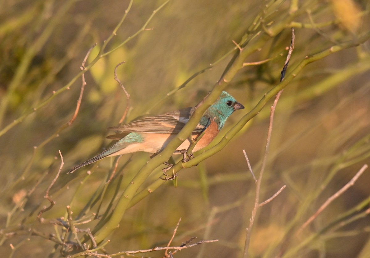 Lazuli Bunting - ML635567825