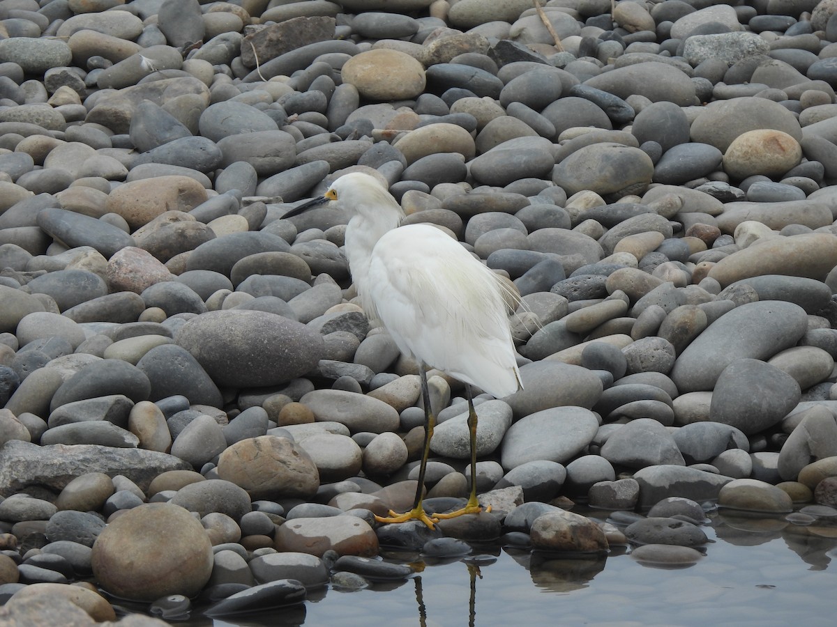 Snowy Egret - ML635567853