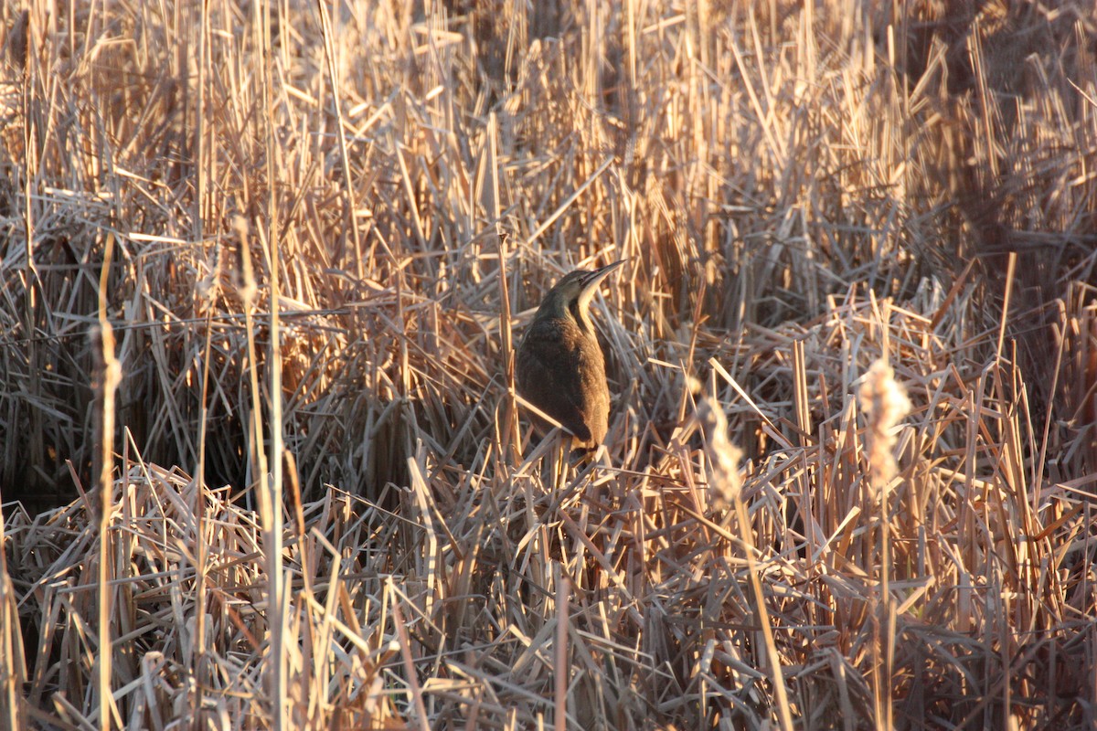American Bittern - ML635567855