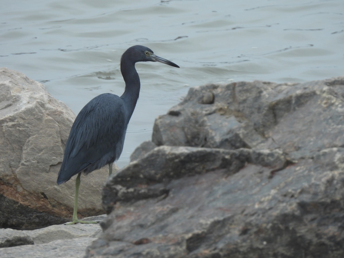 Little Blue Heron - ML635567878