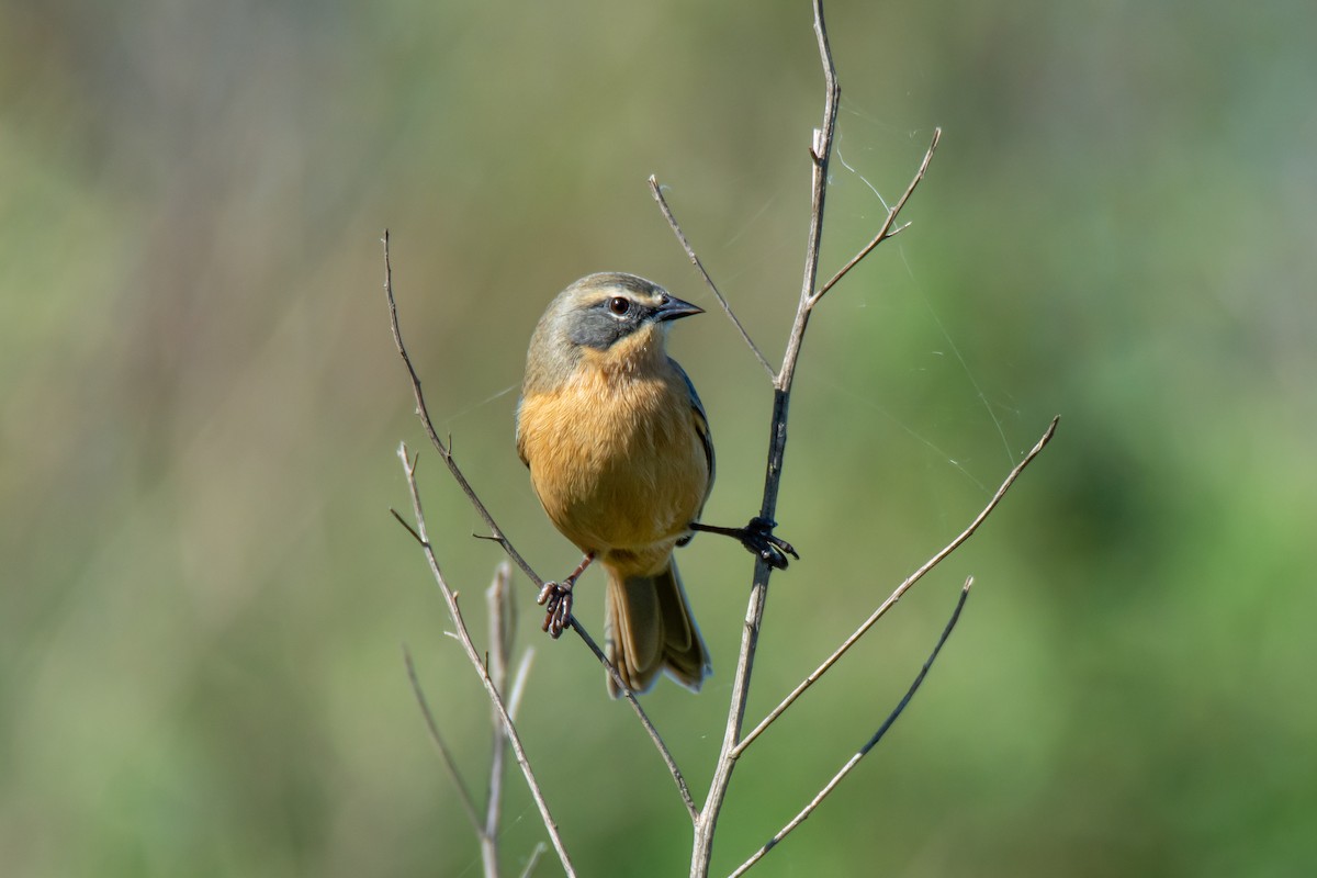 Long-tailed Reed Finch - ML635567908