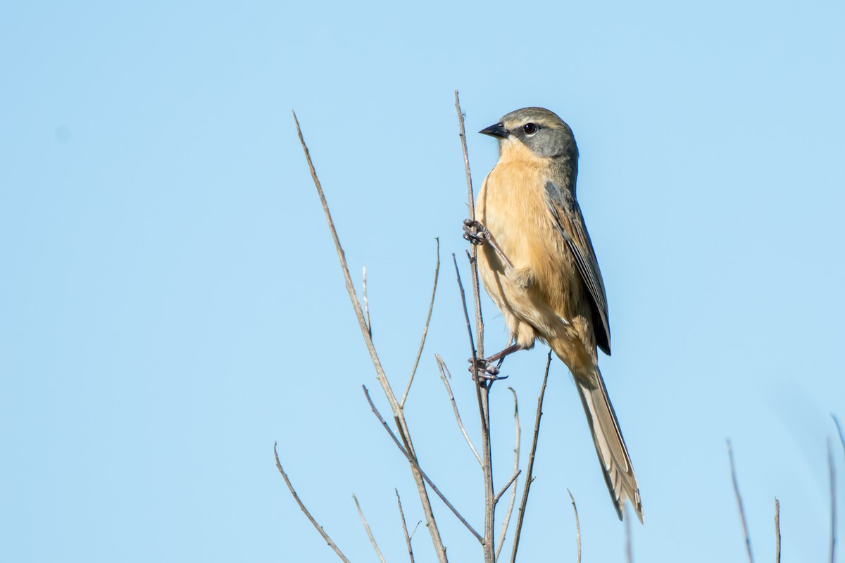 Long-tailed Reed Finch - ML635567909