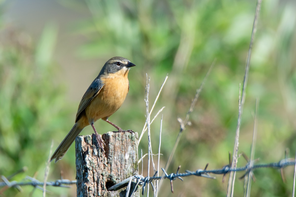 Long-tailed Reed Finch - ML635567914