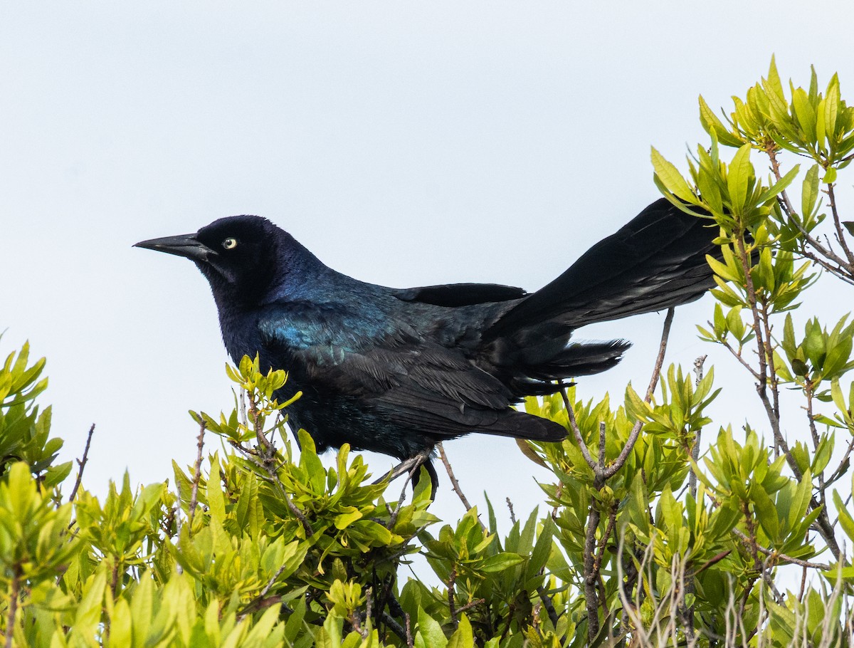 Boat-tailed Grackle - ML635567951