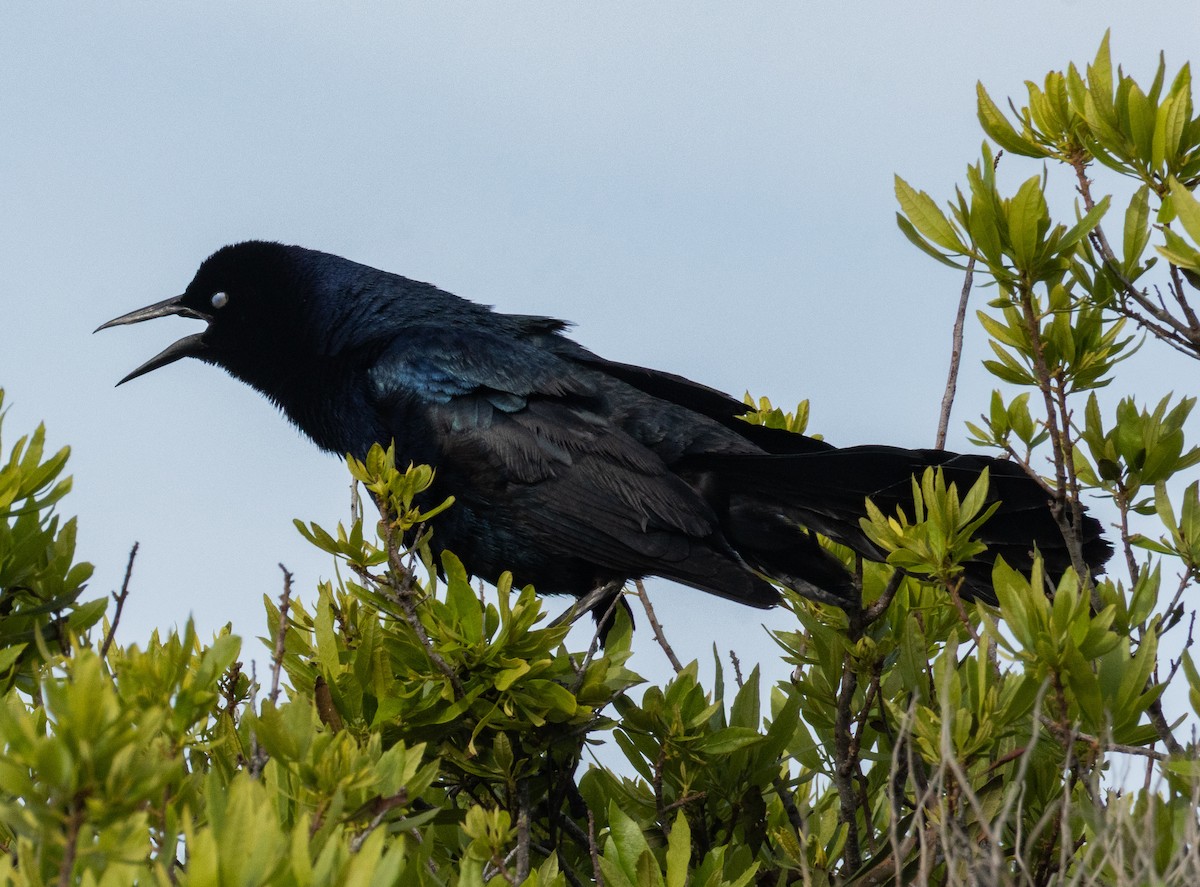 Boat-tailed Grackle - ML635567952