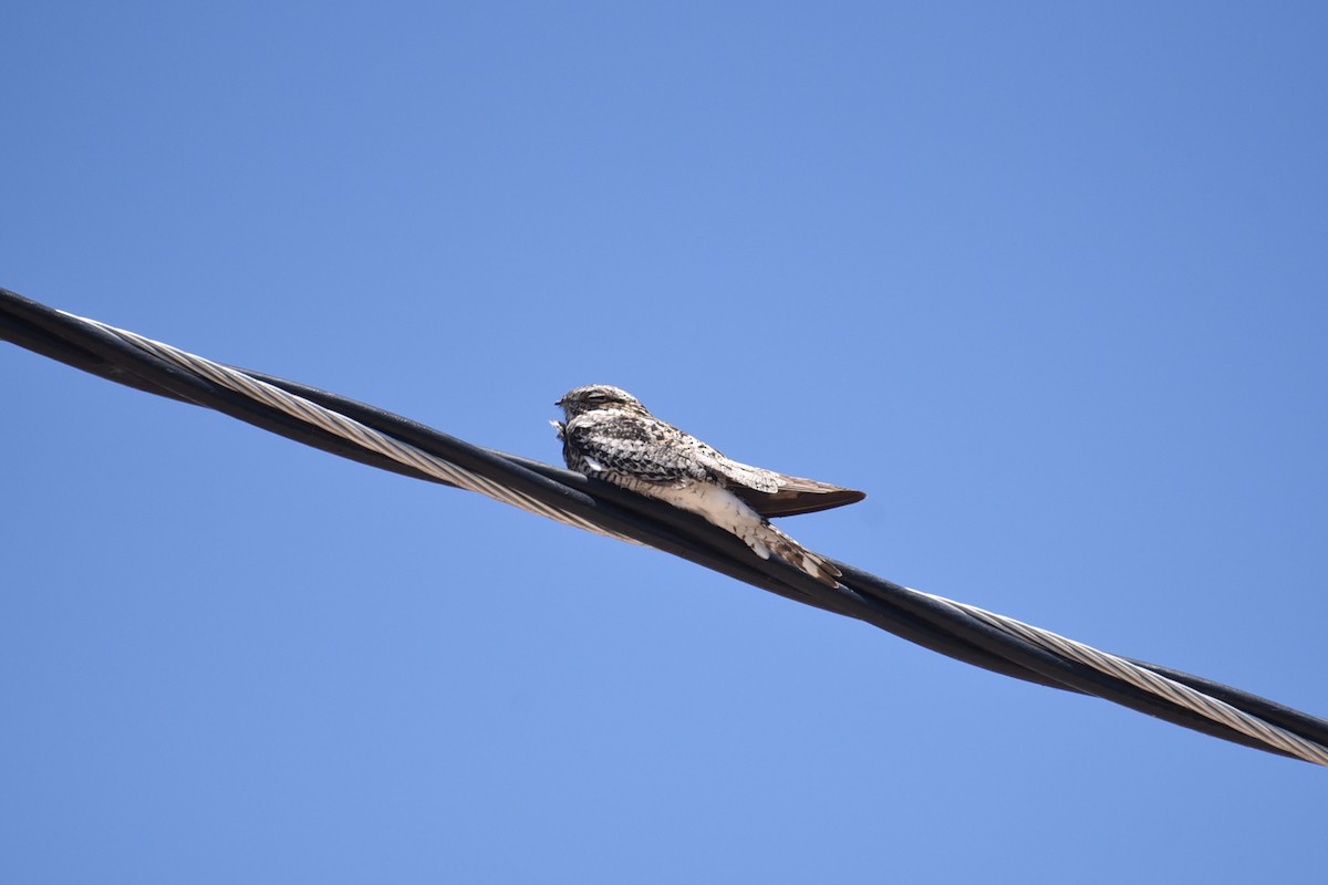 Common Nighthawk - ML635568080