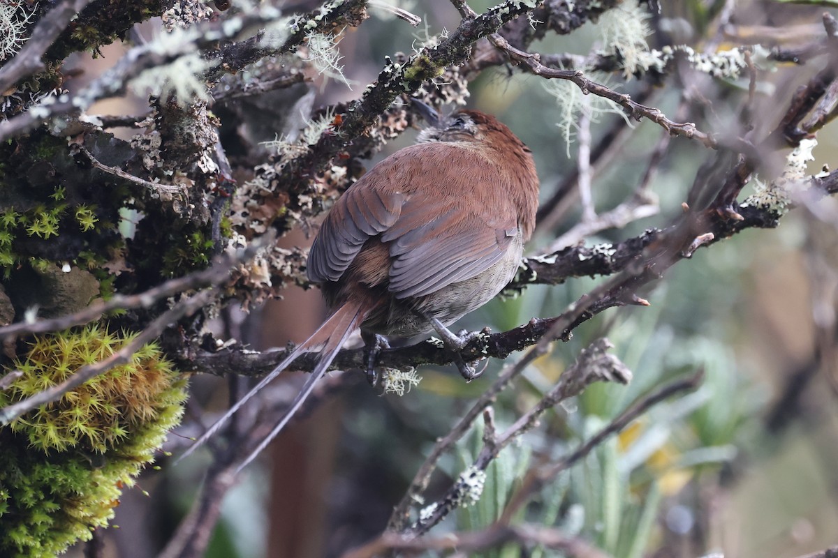 White-chinned Thistletail - ML635568128