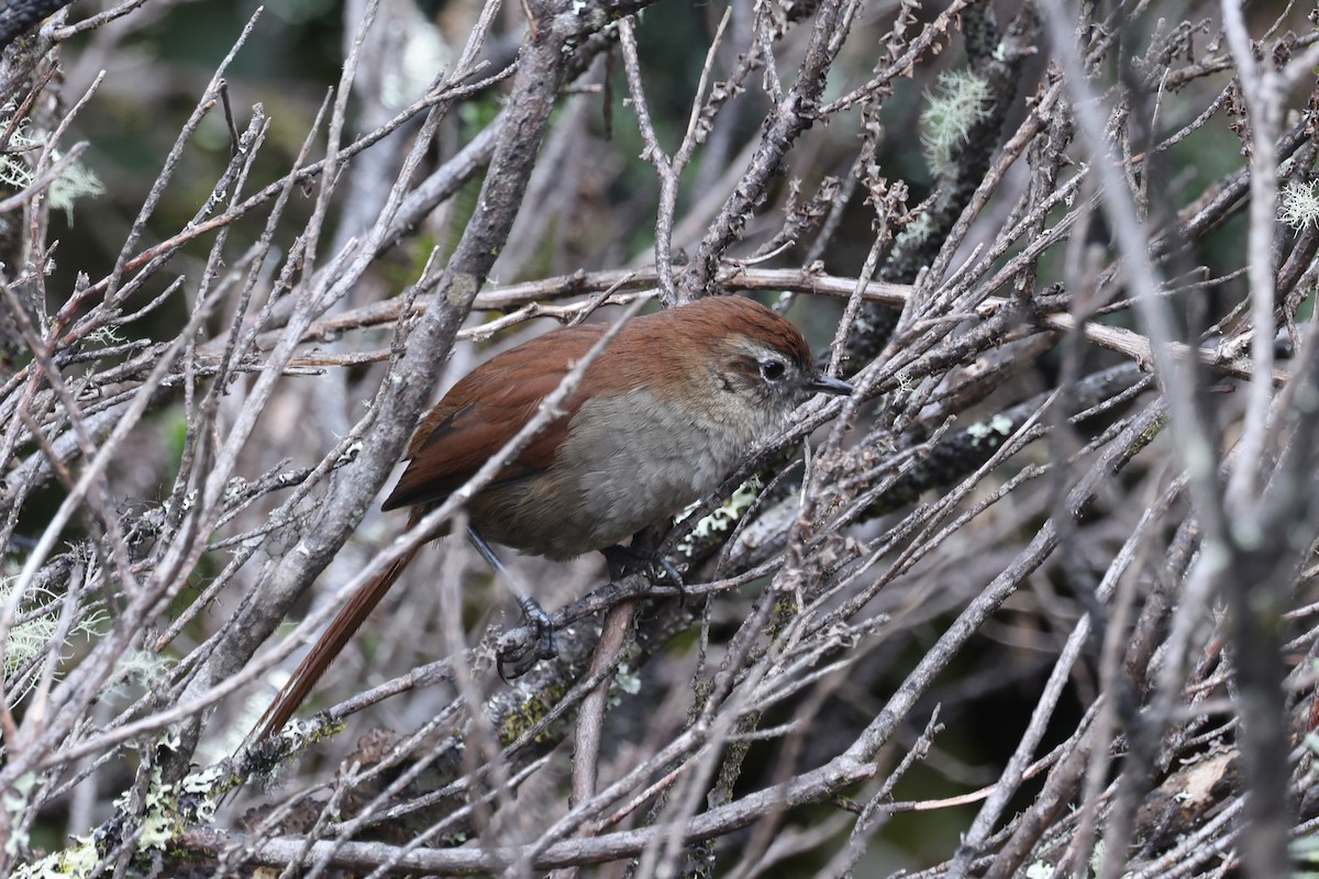 White-chinned Thistletail - ML635568129