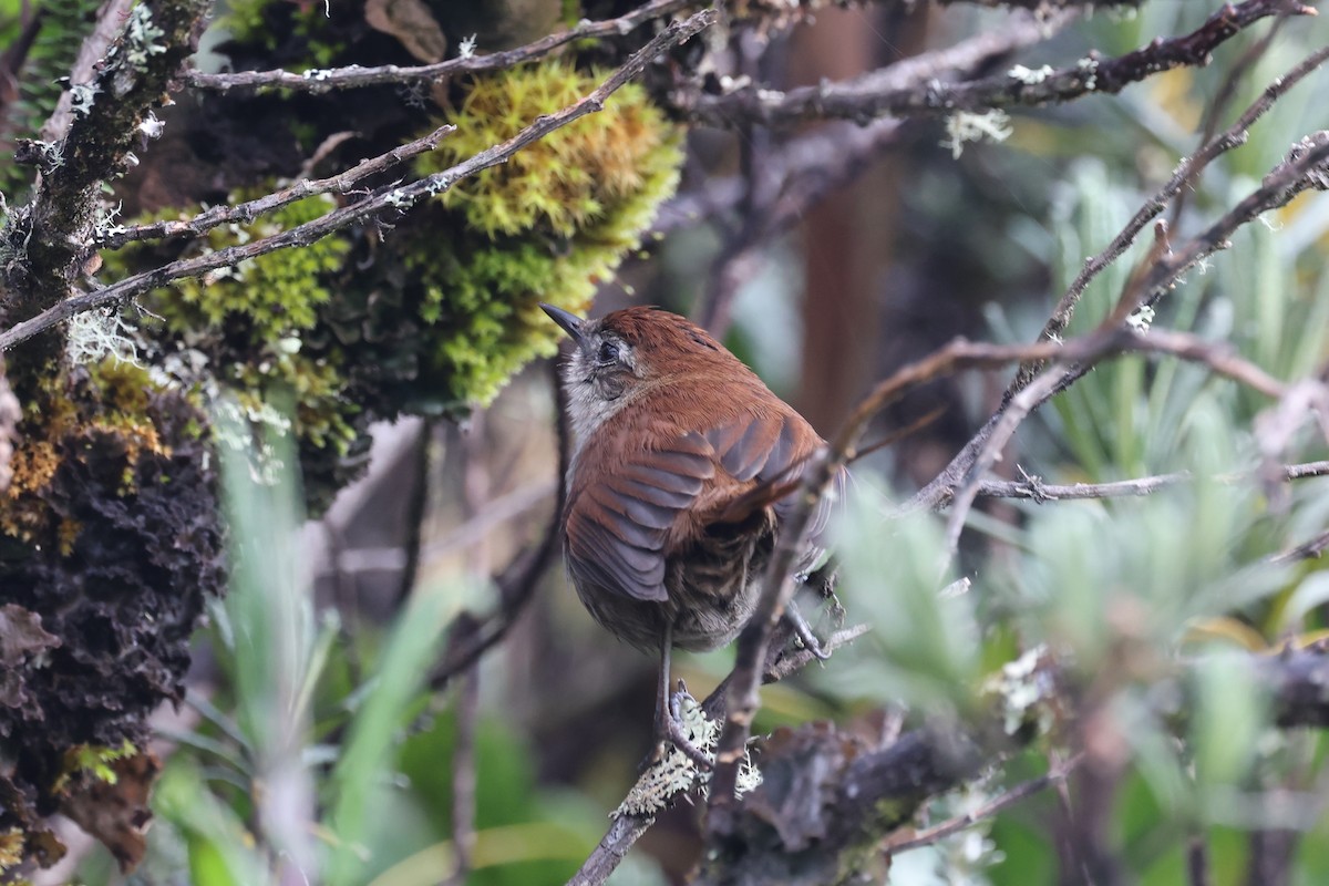 White-chinned Thistletail - ML635568131