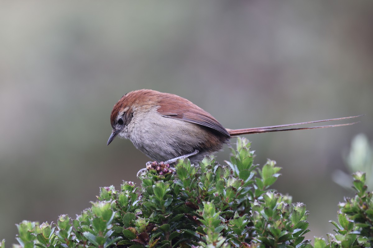 White-chinned Thistletail - ML635568133