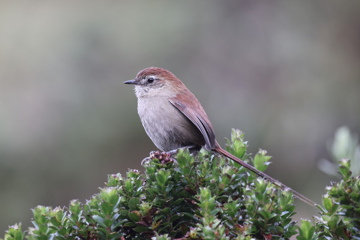 White-chinned Thistletail - ML635568134