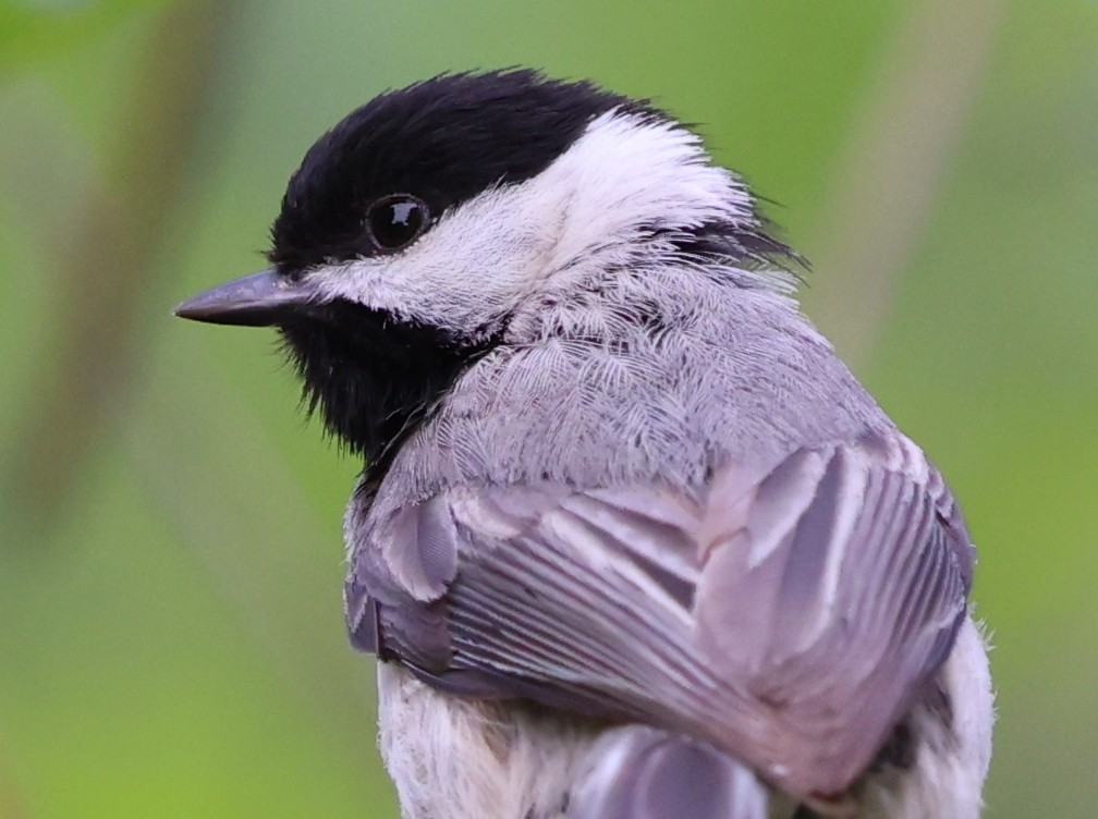 Carolina Chickadee - ML635568183