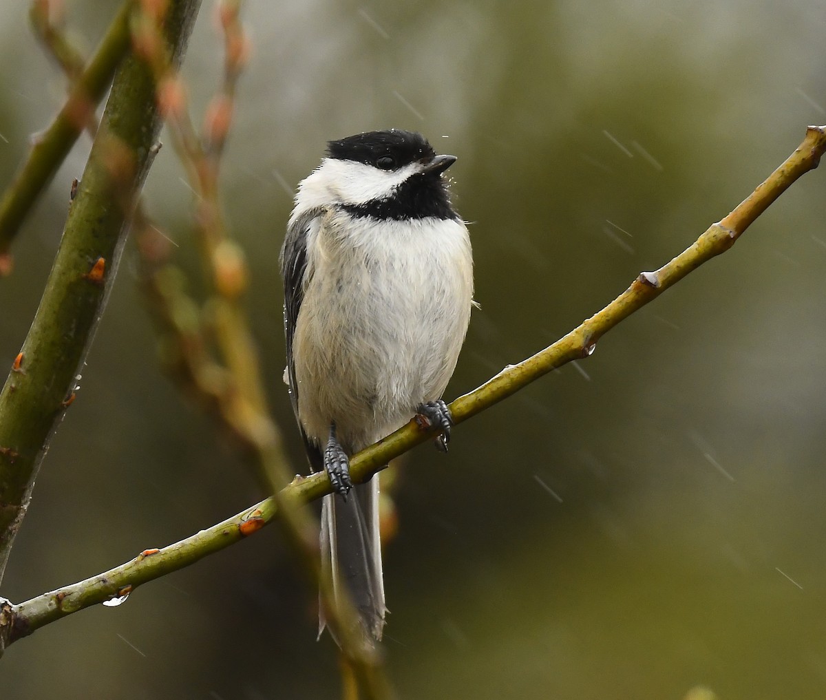 Black-capped Chickadee - ML635568261