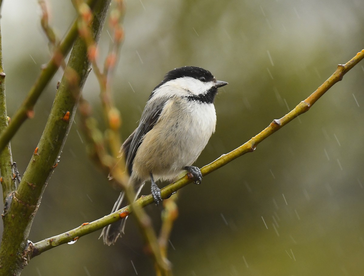 Black-capped Chickadee - ML635568262