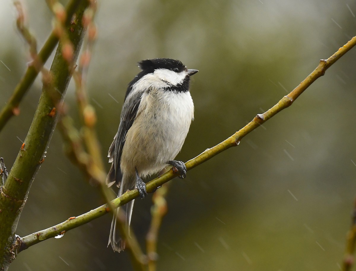 Black-capped Chickadee - ML635568263