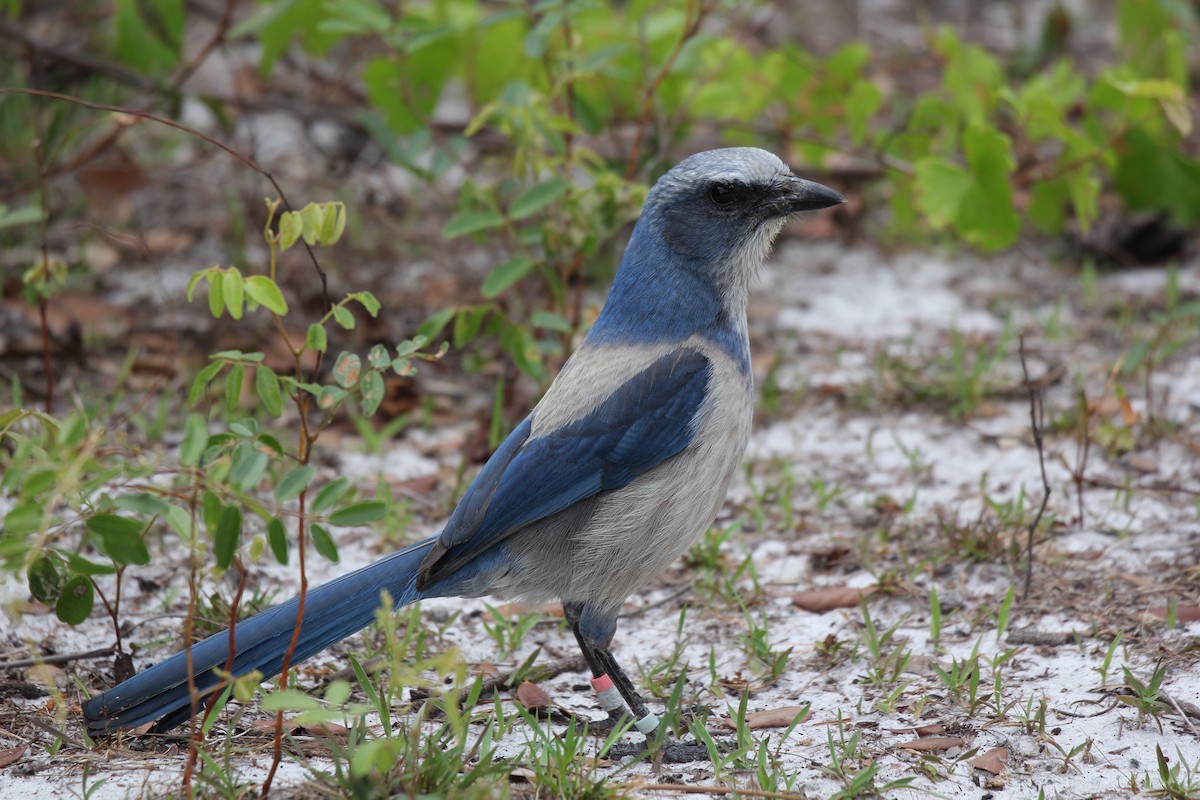 Florida Scrub-Jay - ML635568274