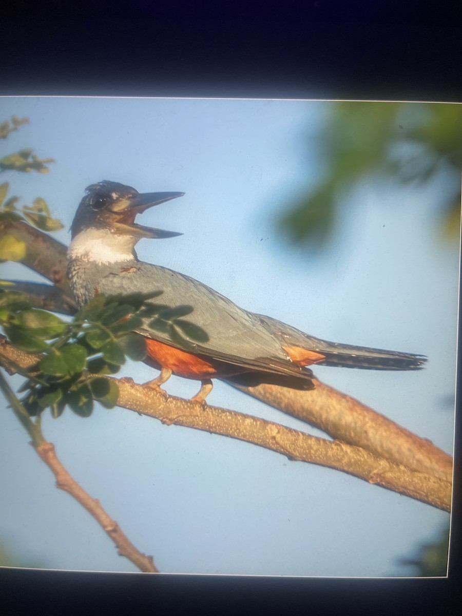 Rotbrustfischer - ML635568300