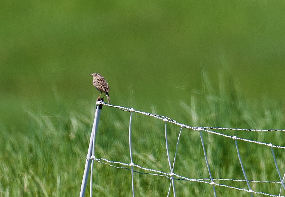 Grasshopper Sparrow - ML635568317