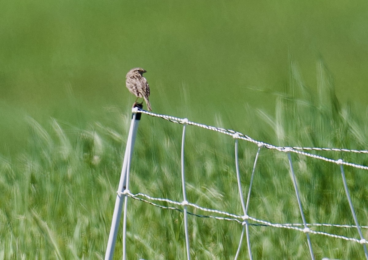Grasshopper Sparrow - ML635568328