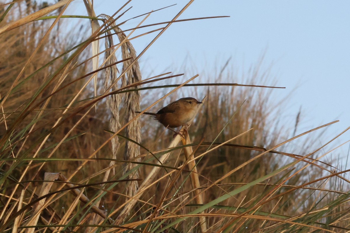 Grass Wren (Paramo) - ML635568333
