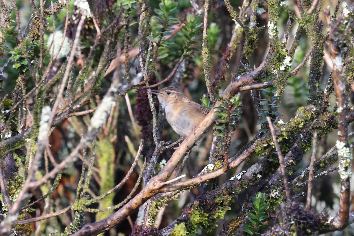 Grass Wren (Paramo) - ML635568334