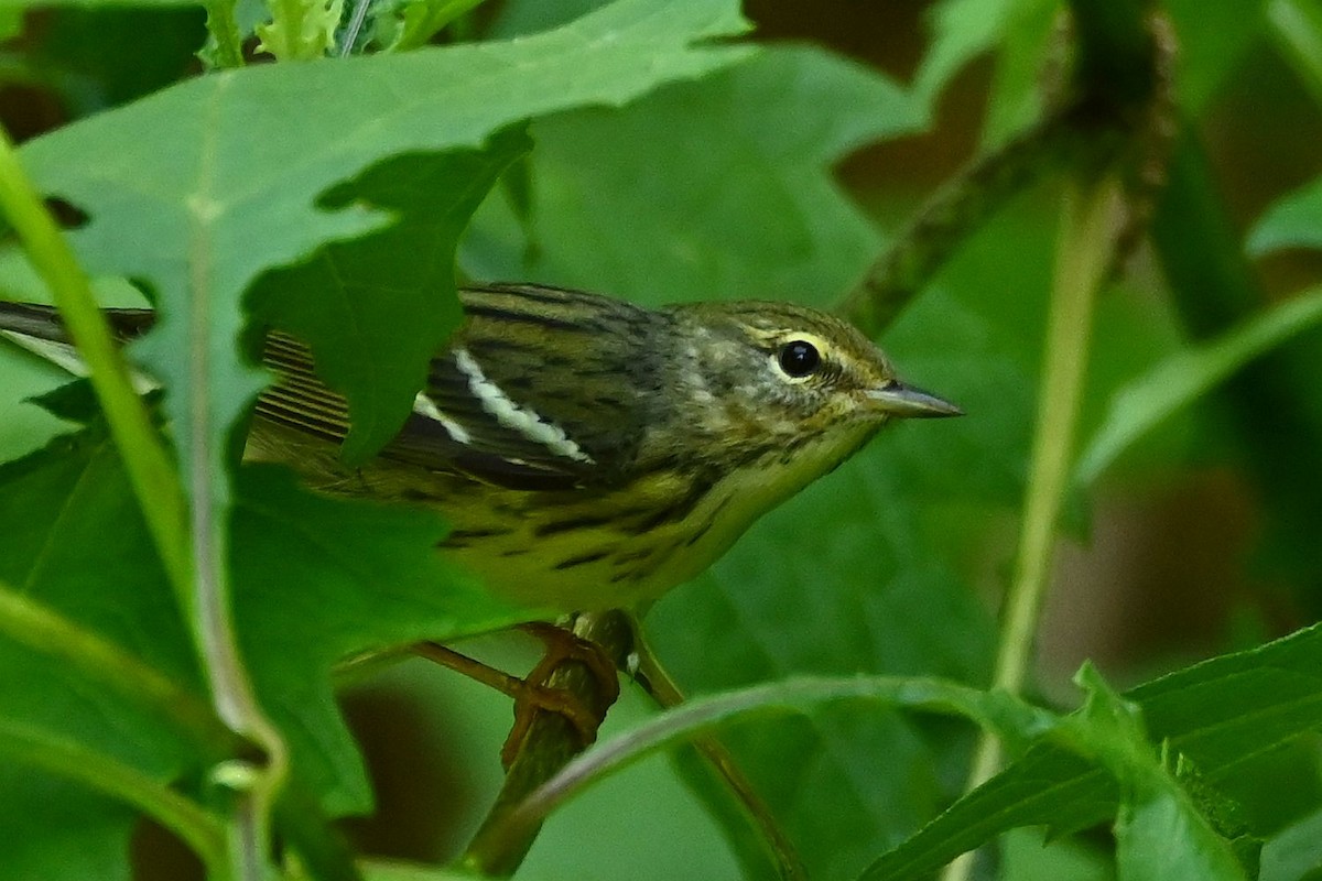 lesňáček černohlavý - ML635568376