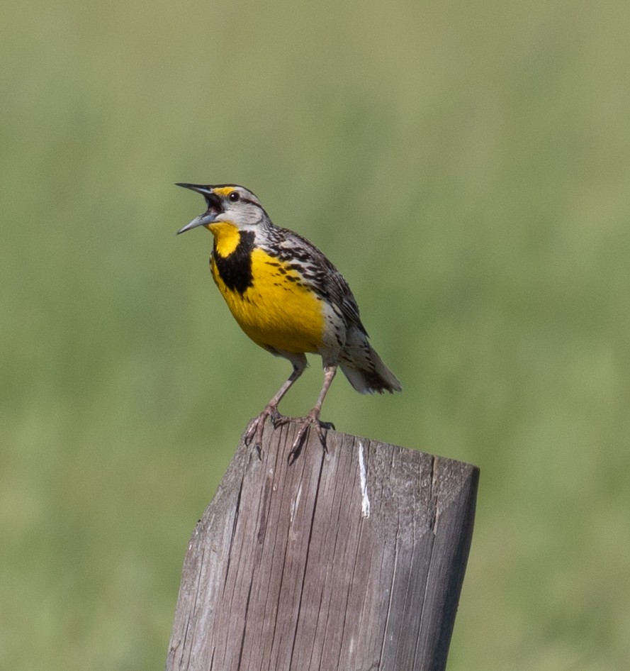 Eastern Meadowlark - ML635568453