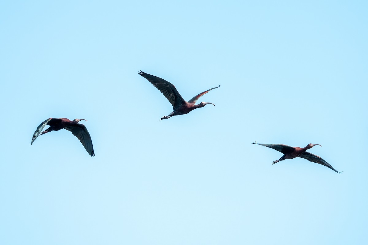 White-faced Ibis - ML635568454