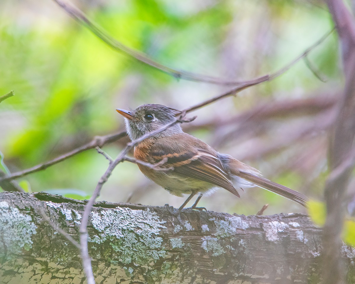 Belted Flycatcher - ML635568526