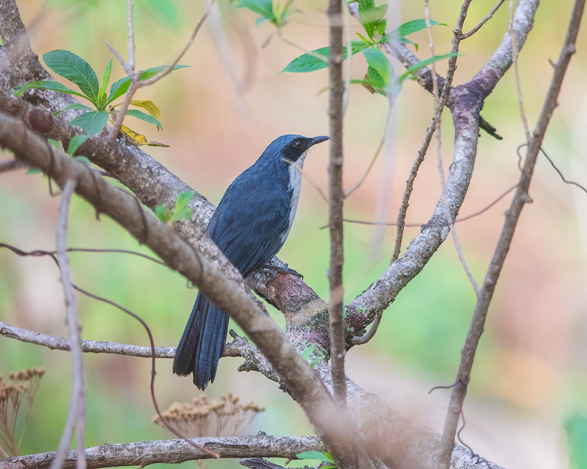 Blue-and-white Mockingbird - ML635568550