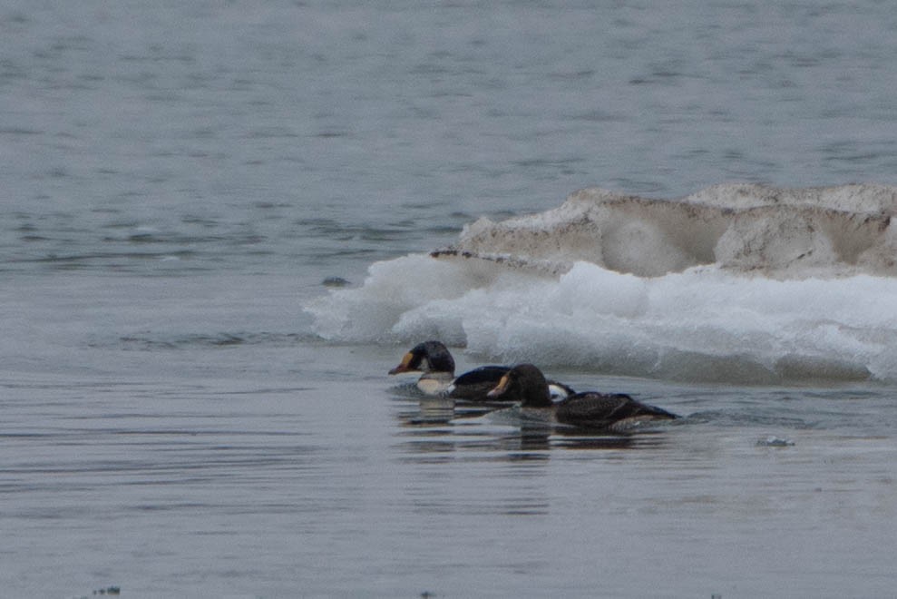 King Eider - ML635568566