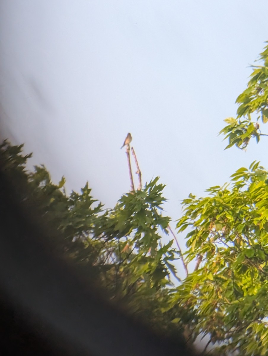Olive-sided Flycatcher - ML635568570