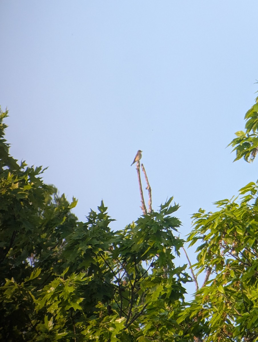 Olive-sided Flycatcher - ML635568572