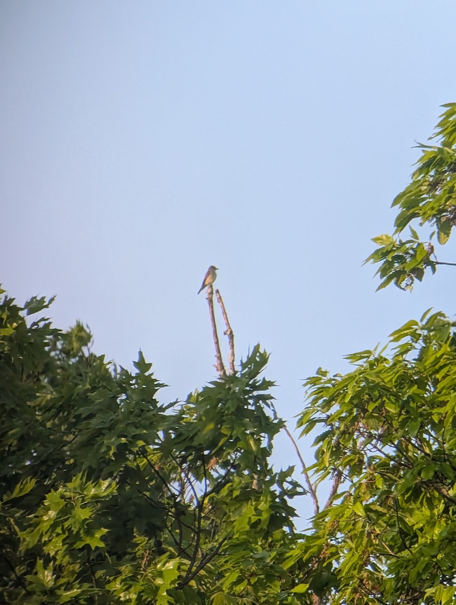 Olive-sided Flycatcher - ML635568573