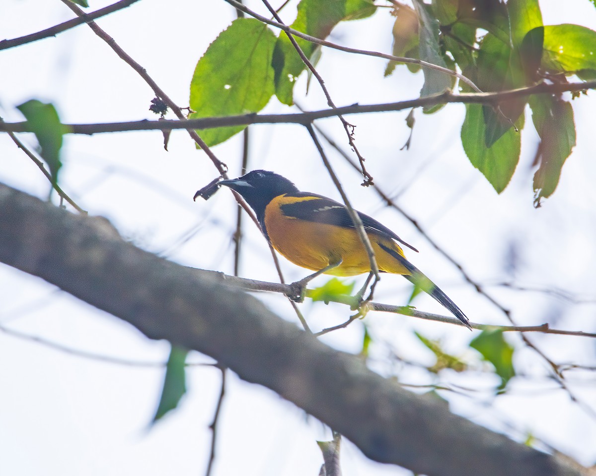 Bar-winged Oriole - ML635568597