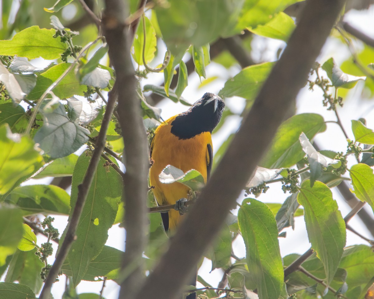 Bar-winged Oriole - ML635568599