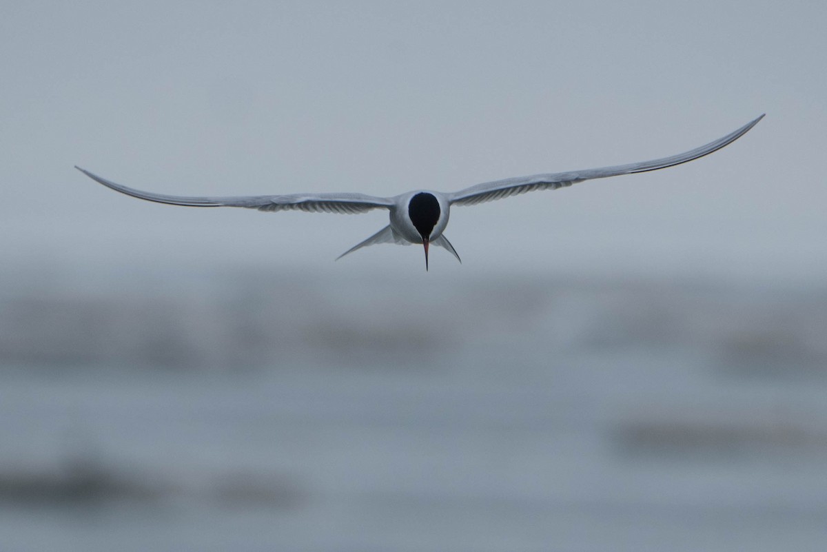 Sterna comune - ML635568723