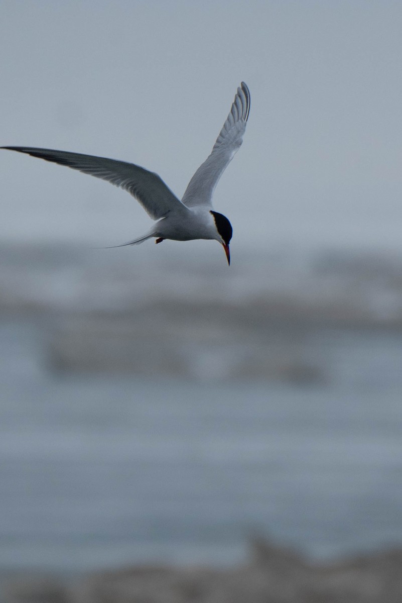 Sterna comune - ML635568725