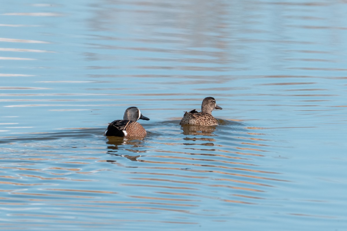 Blue-winged Teal - ML635568741