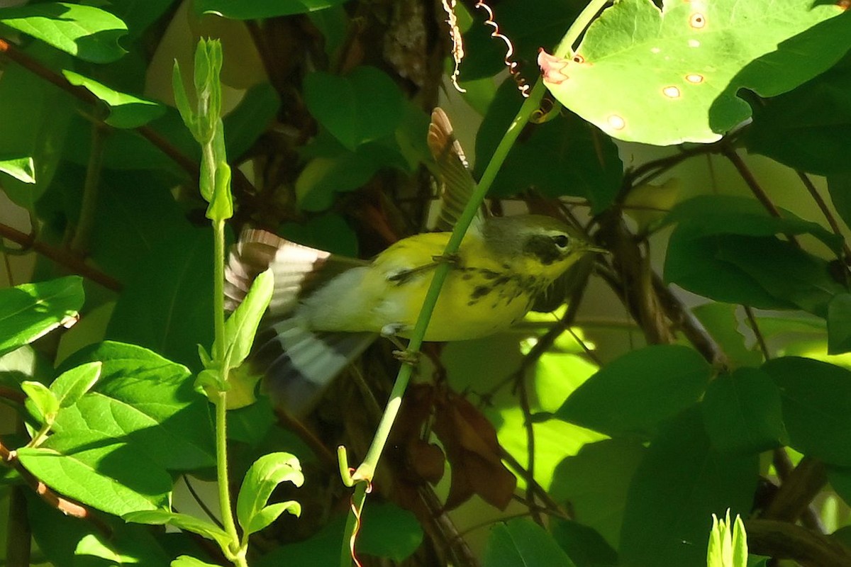 lesňáček tajgový - ML635568748