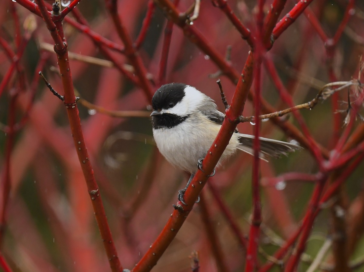 Black-capped Chickadee - ML635568759