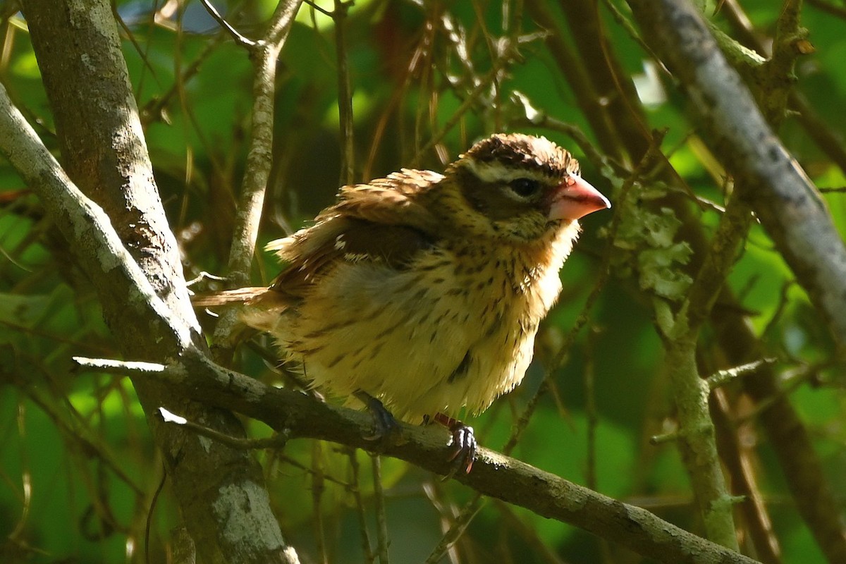 dlaskovec růžovoprsý - ML635568773