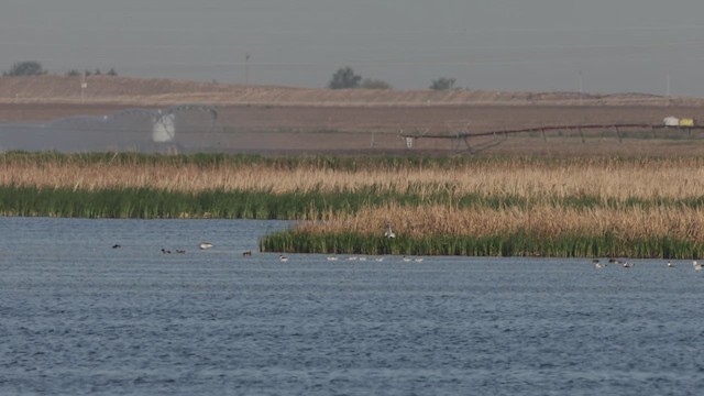 Snow Goose - ML635568796