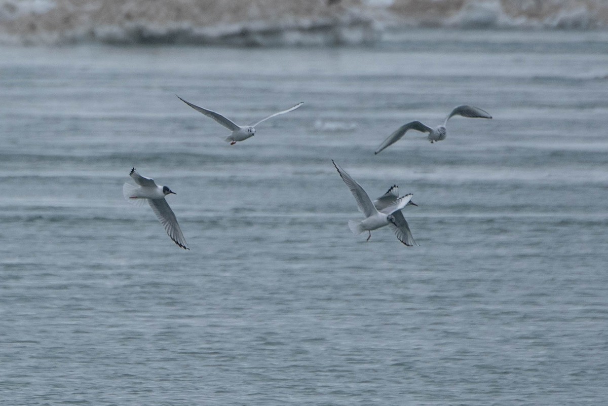 Bonaparte's Gull - ML635568826