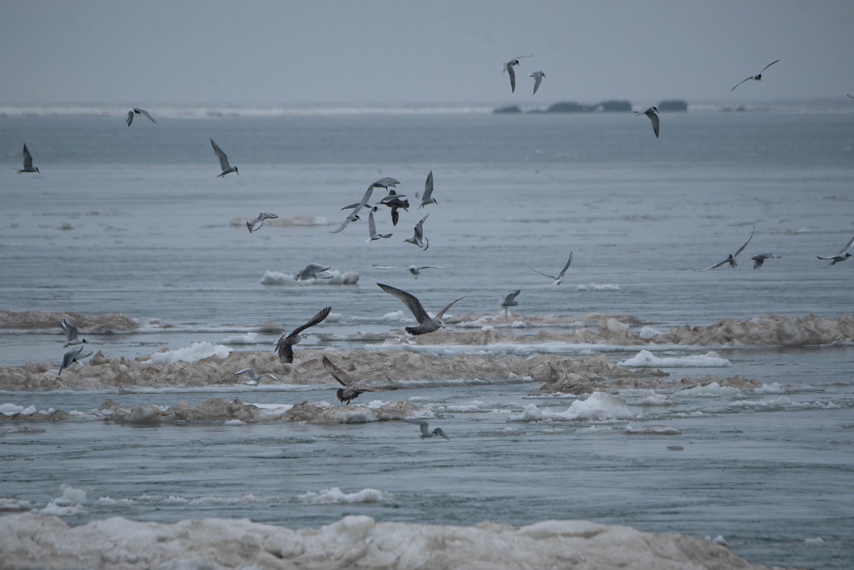 Bonaparte's Gull - ML635568827