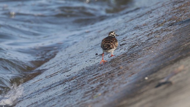 Ruddy Turnstone - ML635568834