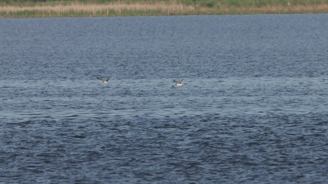 Franklin's Gull - ML635568847