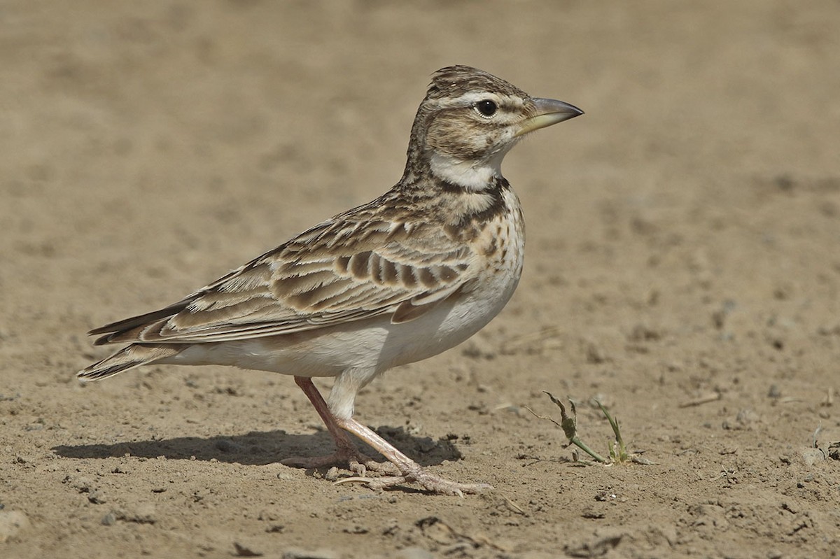 Bimaculated Lark - ML63556891