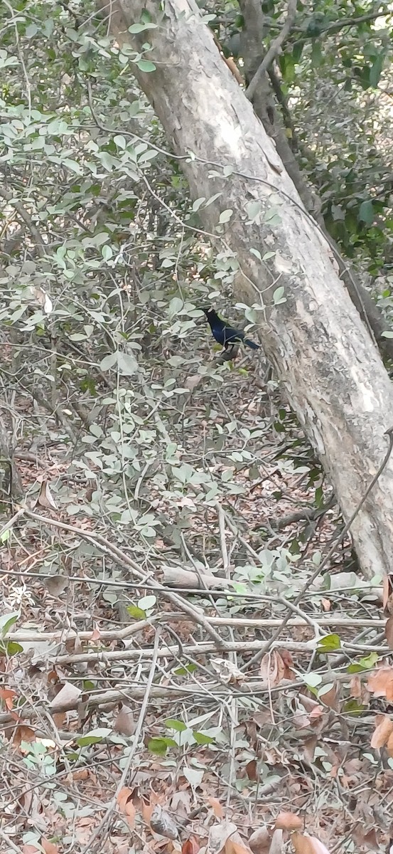 Malabar Whistling-Thrush - ML635568975